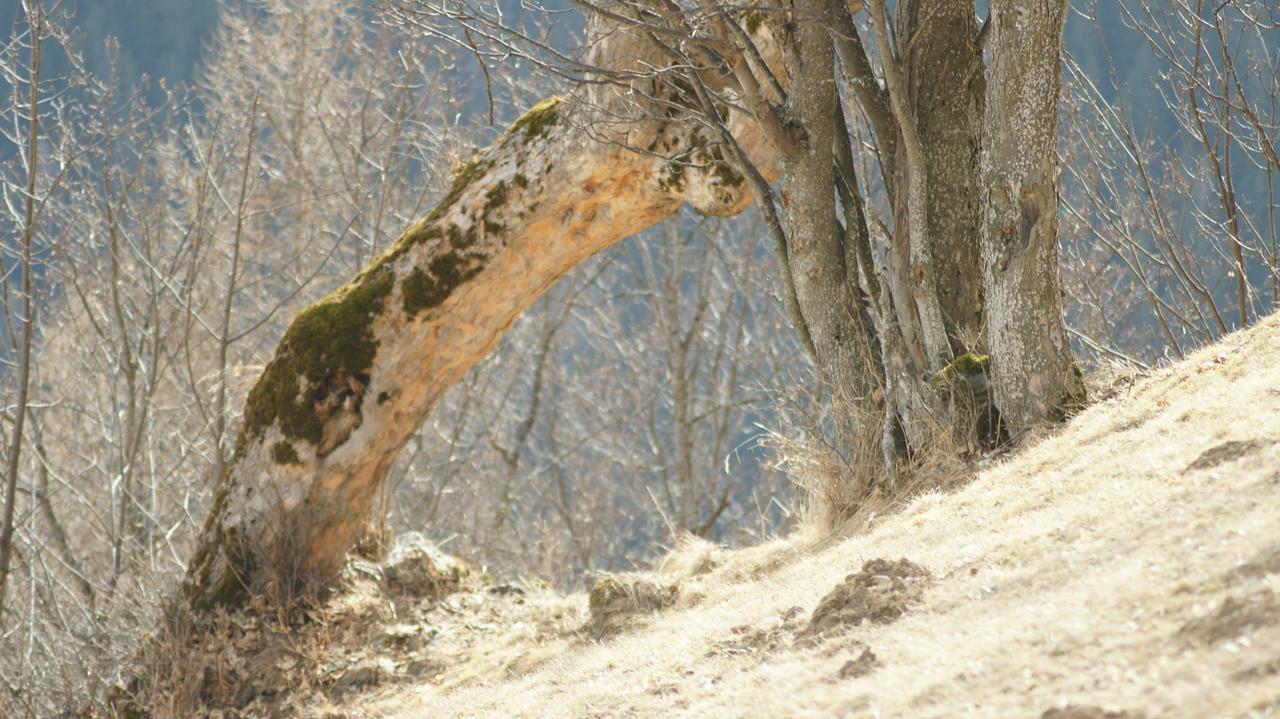 Schrunerhof Ebene Reichenau المظهر الخارجي الصورة